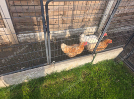 Chicken for sale