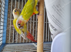 Proven pair mutatation conure