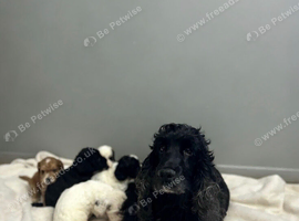 Beautiful cockapoo puppies ready on 7th November