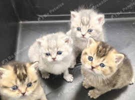 GCCF (pedegree) BI - colour kittens - green eyes