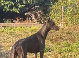 bull greyhound