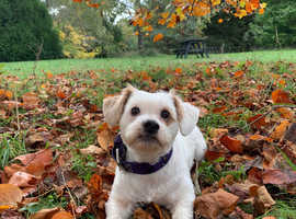 Maples dog walking adventures!