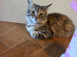 Pixie bob mixed kittens