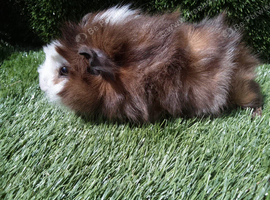 Boar guinea pigs