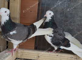 Deep Roller pigeons