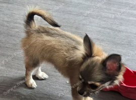 Stunning chihuahua girl available