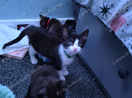 Kitten for sale