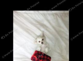 Sammy looking for new home