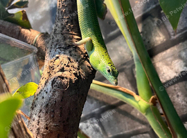 Emerald green tree skinks