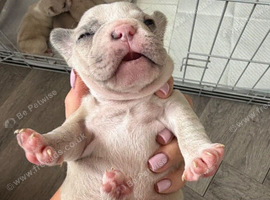 The Perfect Companion Awaits Meet Our Frenchie Puppies