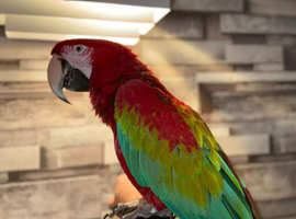 Parrots!