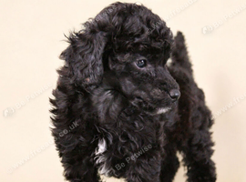 Health tested miniature poodle puppies