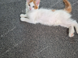 Maine coon kittens