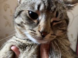 Cheetah cats for sale