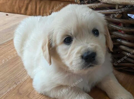 Golden Retriever Puppies &ndash; Gentle Giants Full of Love and Joy