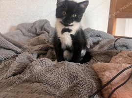 Ragdoll/russian blue mixed kittens