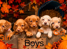 Gorgeous cocker spaniel puppies