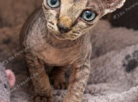 Male elf Sphynx kitten