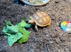 Sulcata tortoise for sale