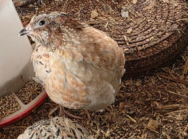 Quail