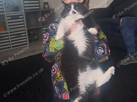 Cat black white fluffy