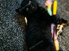 Lovely last kitten ready now