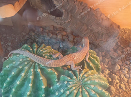 Ackie monitor and set up