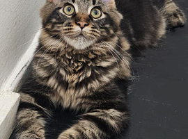 Maine Coon boy kitten