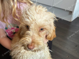 Stunning cockpoo