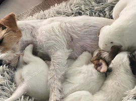 Jack russel cross