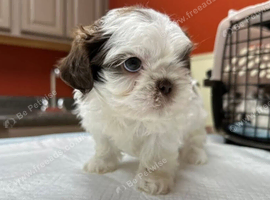 Shih tzu puppie boy