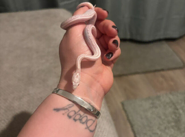 Avalanche Tessera corn snake