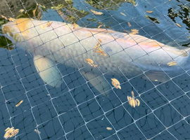 koi carp for sale