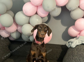 Beautiful Doberman