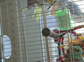 Cockatiels, pearl&rsquo;s, a pair.