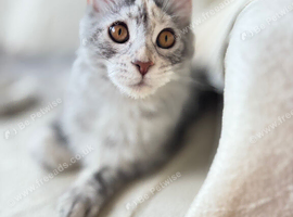 Stunning Maine Coon Girl - Blue Silver Tabby