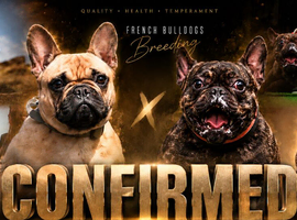 Working and show line puppies