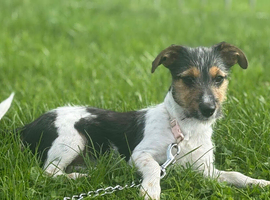 Beautiful girl in need of a loving home