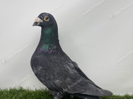 Coloured Racing Pigeon