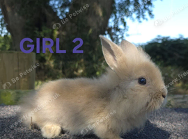 Lionhead bunnies ready now