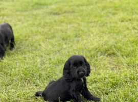 Show type  cocker spaniel