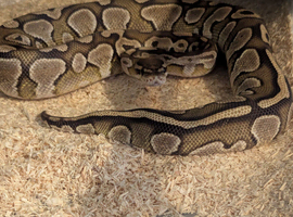 Nice friendly ball python for sale