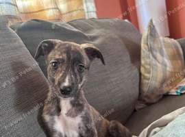 9 week old bitch