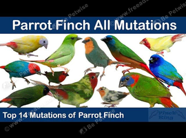 Parrot Finches