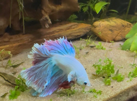 Tropical fish for sale all healthy and active