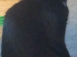 Male cat