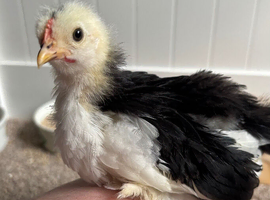 Pekin Bantam cockerel