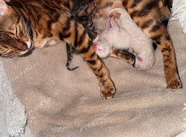 Bengal Kittens Incoming