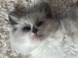 2 blue&lilac Ragdoll kittens