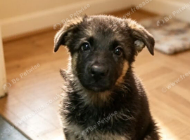 German shepherd puppy girl
